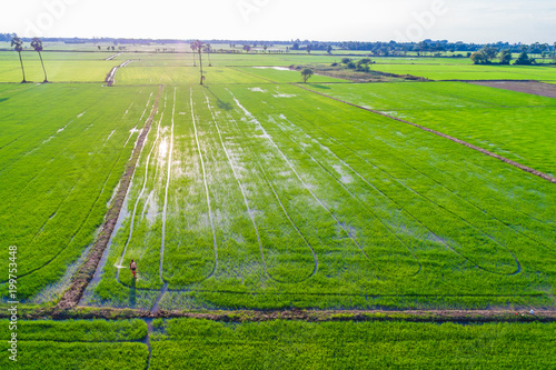 Farmer working fertilize spread in rice plantation photo