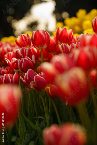  Tulip