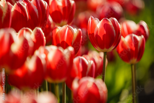  Tulip