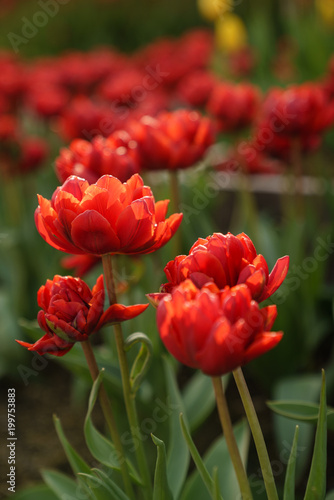  Tulip