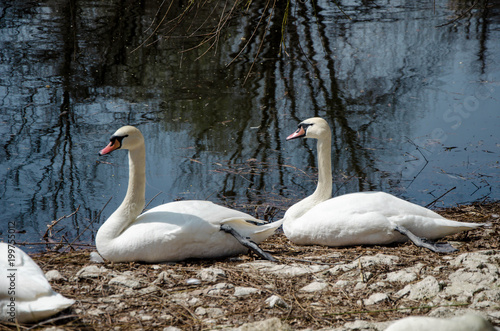 Swans family at near a lake