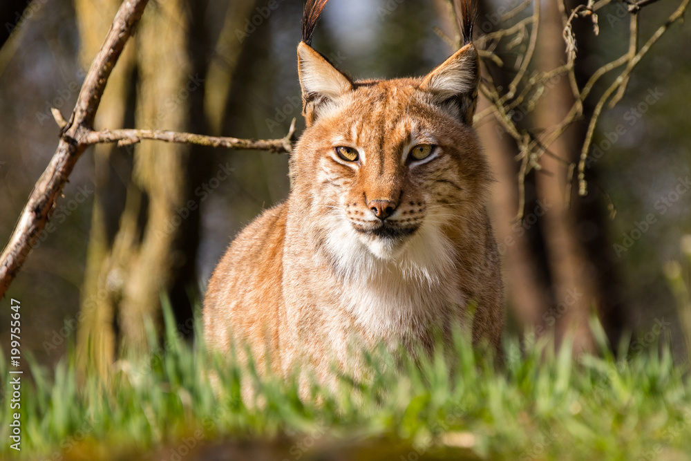 Luchs auf der Pirsch Luchs auf der Pirsch