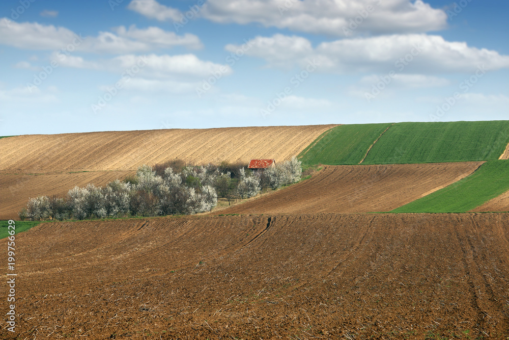 Fototapeta premium plowed field and orchard landscape agriculture