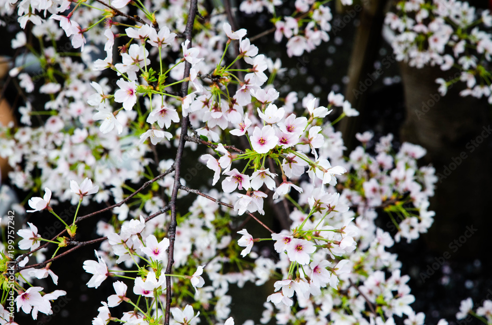flowers in the garden flowers in the garden