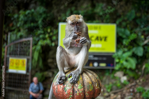 A monkey near the Batu Caves in Kuala Lumpur photo