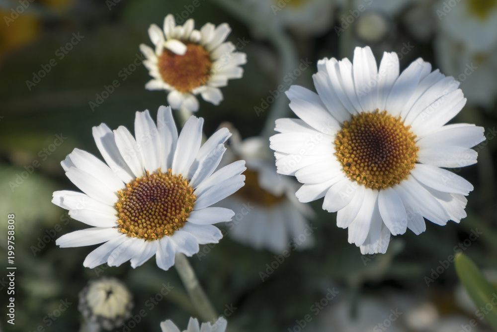 Fototapeta premium Weiße Blumen