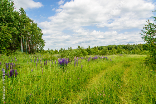 Landscape with forest and blooming lupines
