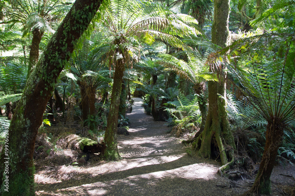 Australien, Great Ocean Road, Maites Rest Regenwald Australien, Great Ocean Road, Maites Rest Regenwald