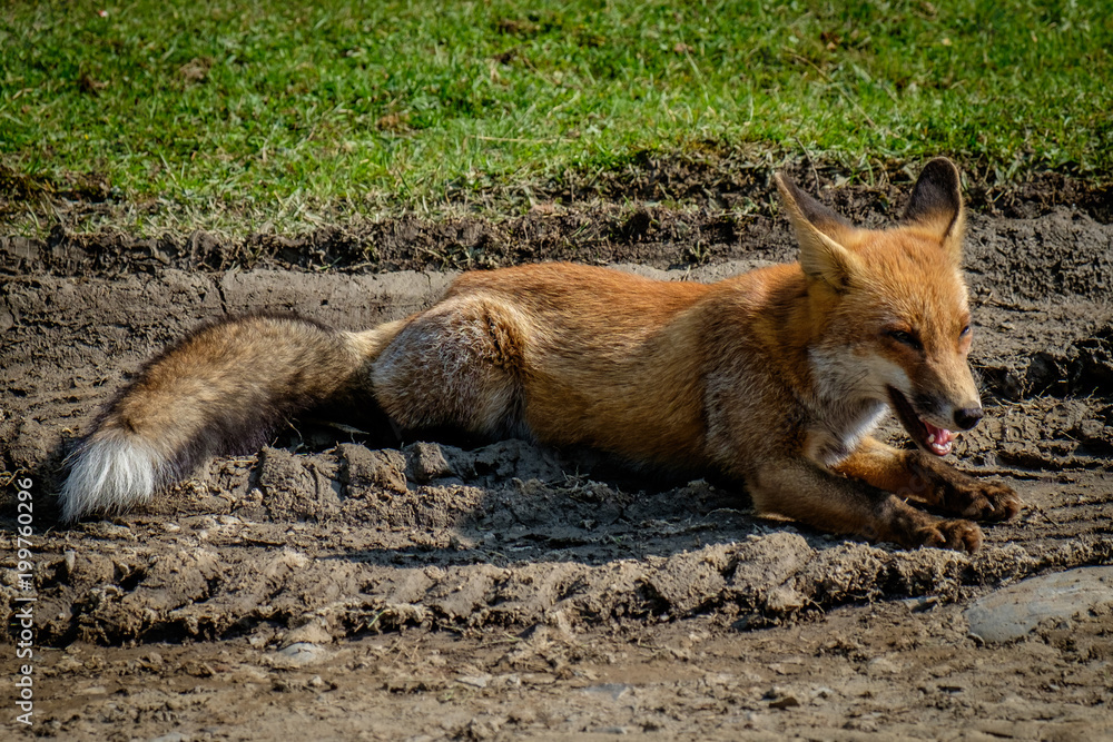 Fototapeta premium zorro salvaje en parque natural