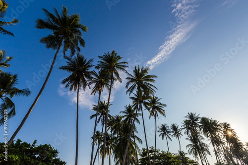 Tropical beach and coconut palms, Vietnam, Muine