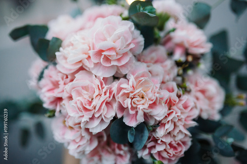 pink carnation on blue background