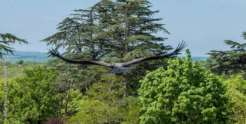 Fototapeta premium Buitre en vuelo por bosque