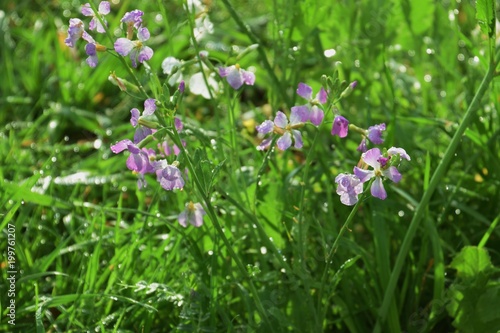 Flowers of radish in riverbed