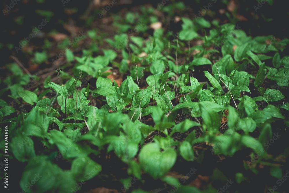 Fauna and flora in the forest. Green leafs growing with drops of rain on their surface. Fauna and flora in the forest. Green leafs growing with drops of rain on their surface.