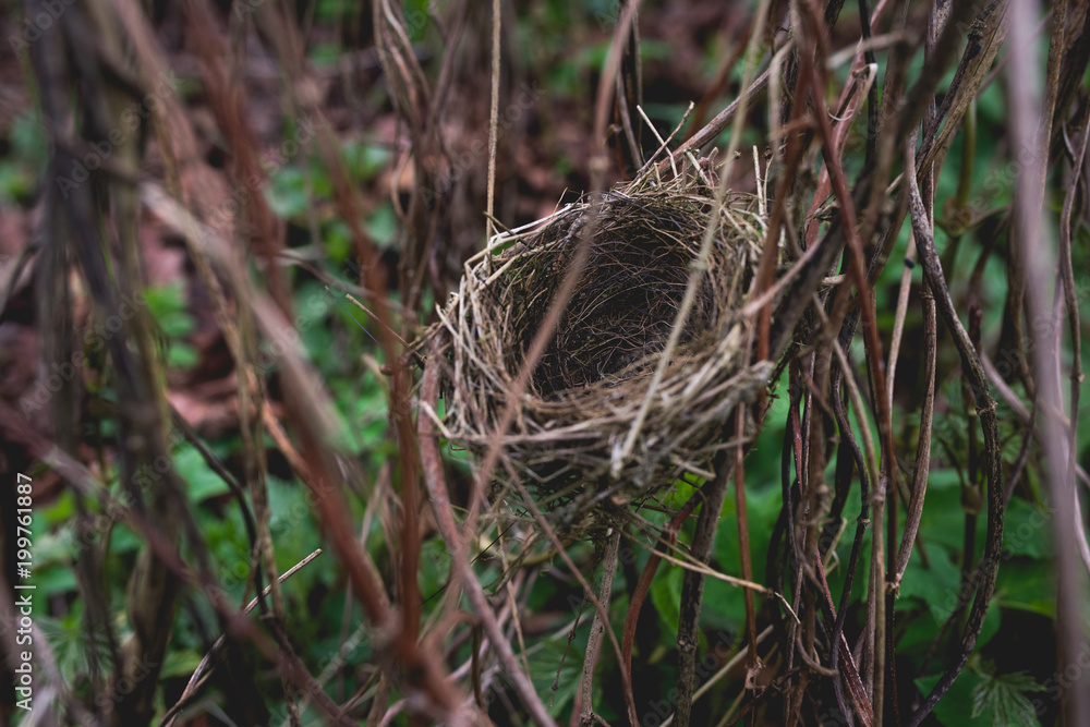 Small bird nest hidden in shrubbery Small bird nest hidden in shrubbery