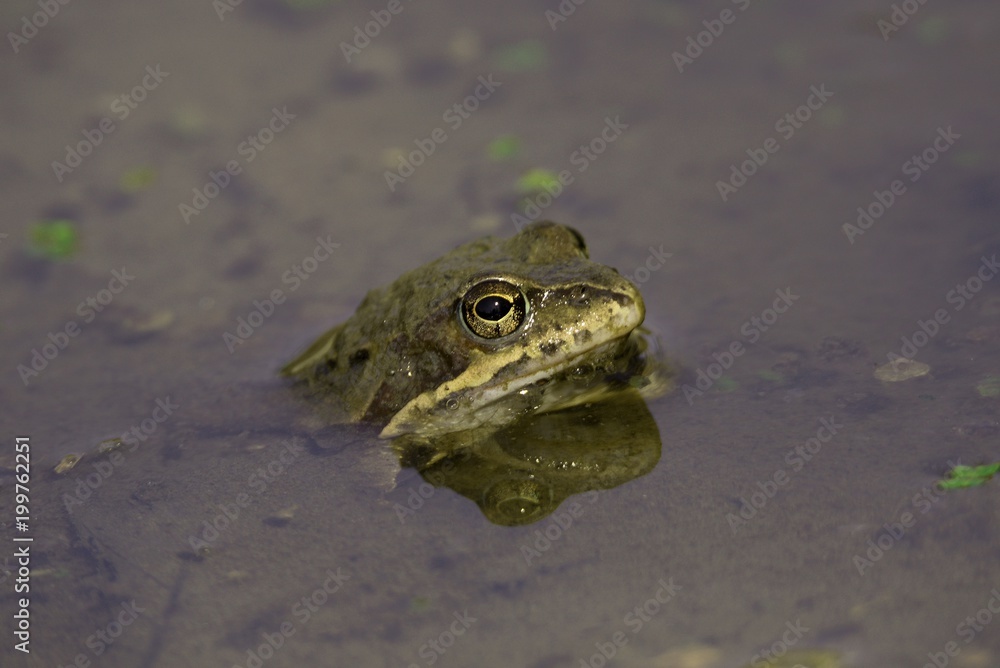 Moor frog