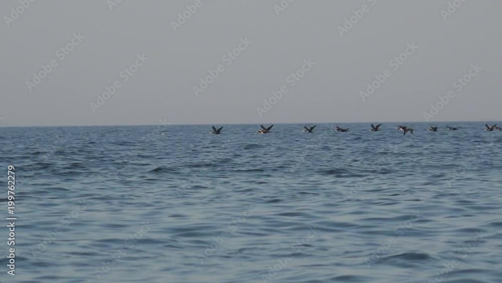 Birds fly in a flock over ocean water very low, migration of wild ducks Birds fly in a flock over ocean water very low, migration of wild ducks