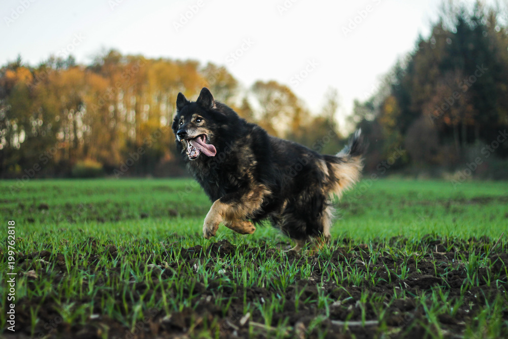 Running crossbreed old senior dog