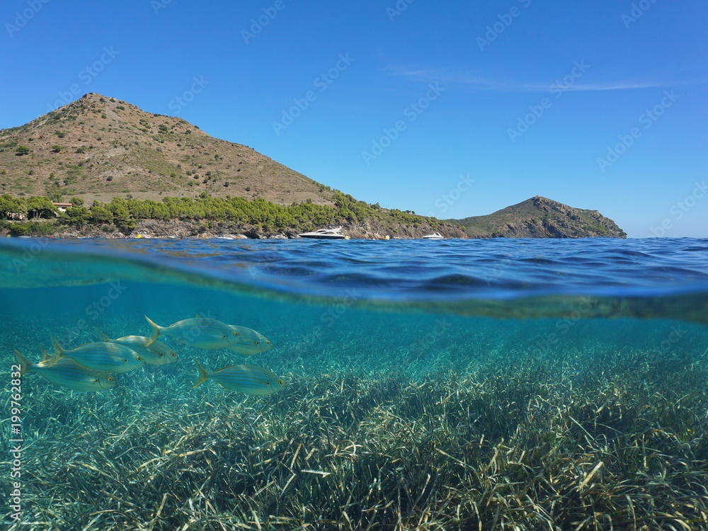 Spain Costa Brava coastline and neptune grass with seabream fish underwater, split view above and below water surface, Mediterranean sea, Cap de Creus, Catalonia