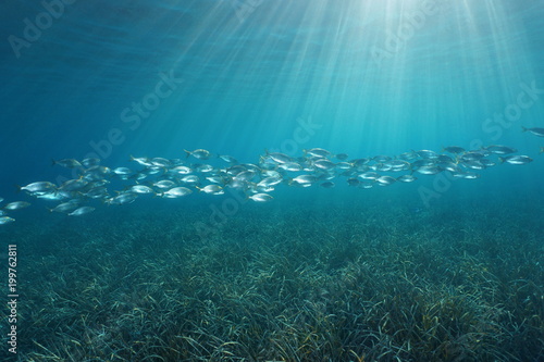 A school of fish (Sarpa salpa) over a grassy seabed with natural sunlight underwater in the Mediterranean sea, Cote d'Azur, French riviera, Port-Cros, Var, France