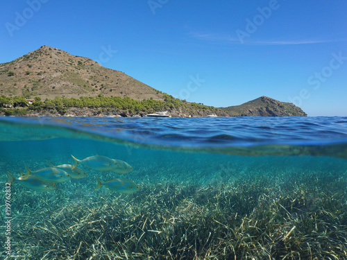 Spain Costa Brava coastline and neptune grass with seabream fish underwater, split view above and below water surface, Mediterranean sea, Cap de Creus, Catalonia