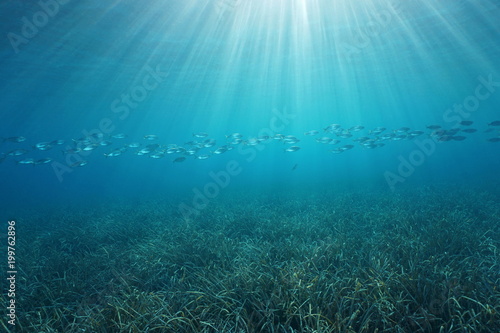 Natural sunlight underwater with a school of fish and a grassy seabed in the Mediterranean sea, Cote d'Azur, French riviera, Port-Cros, Var, France