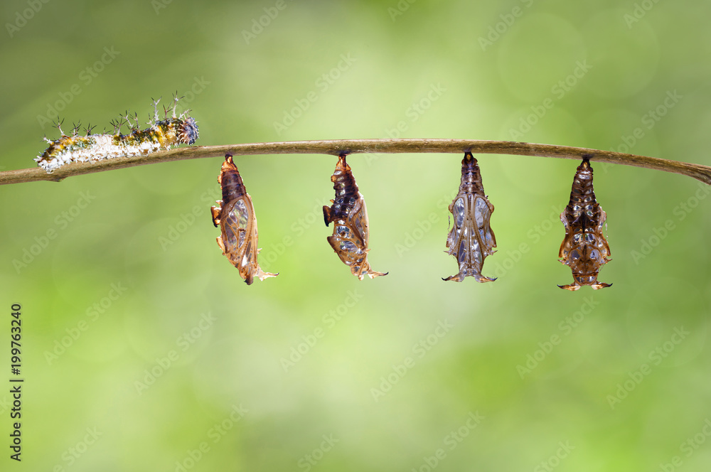 Caterpillar and chrysalis of emerged Black-veined sergeant butterfly ...