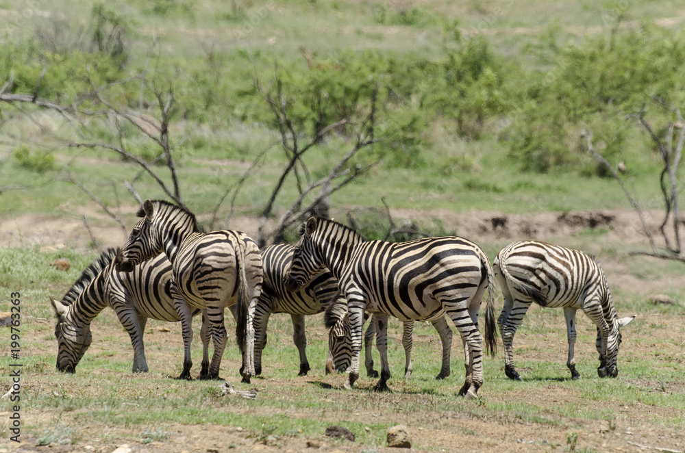 Fototapeta premium Zèbre de Burchell, Equus quagga, Parc national du Pilanesberg, Afrique du Sud