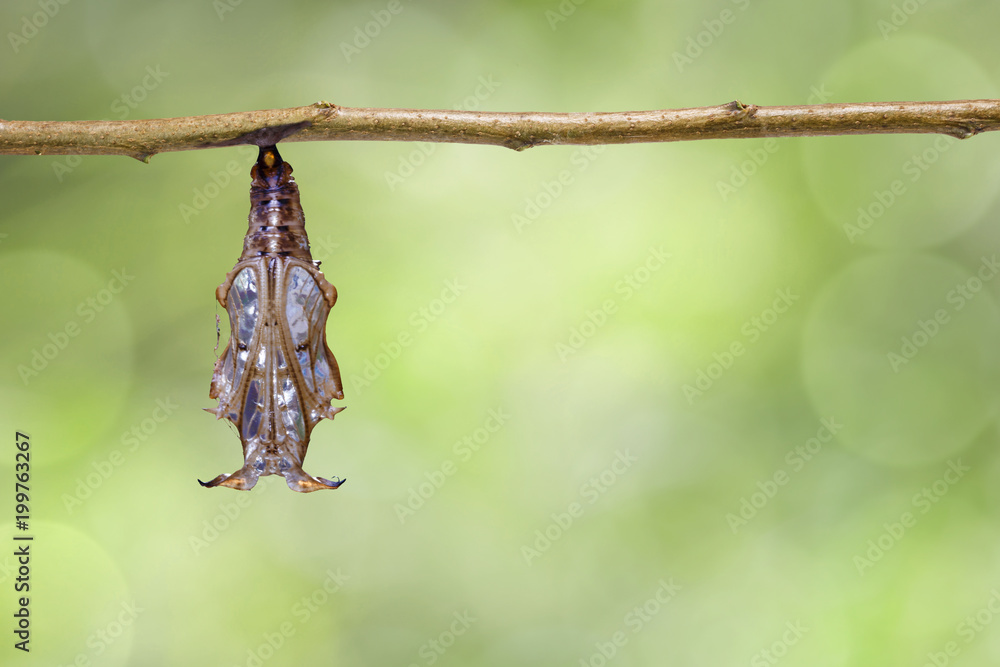 Fototapeta premium Chrysalis of Black-veined sergeant butterfly ( Athyma ranga ) hanging on twig