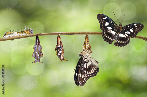 Transformation from caterpillar , chrysalis of Black-veined sergeant butterfly ( Athyma ranga ) hanging on twig photo