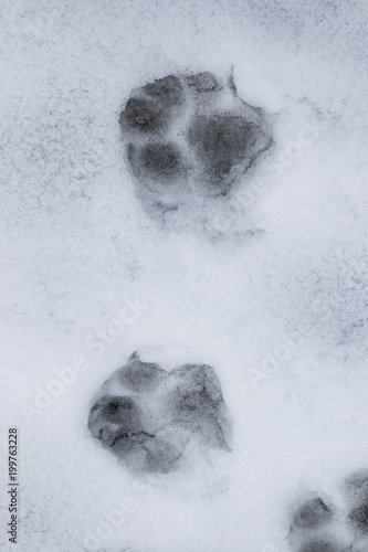 Dog footsteps on a white snowy ground