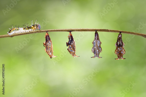 Caterpillar and chrysalis of emerged Black-veined sergeant butterfly ( Athyma ranga ) hanging on twig photo