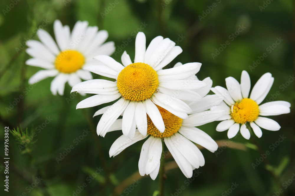 Daisy field in summer Daisy field in summer