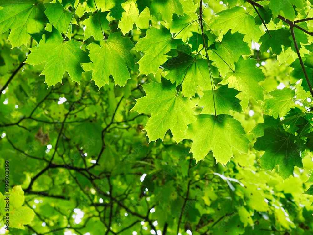 Maple Maple