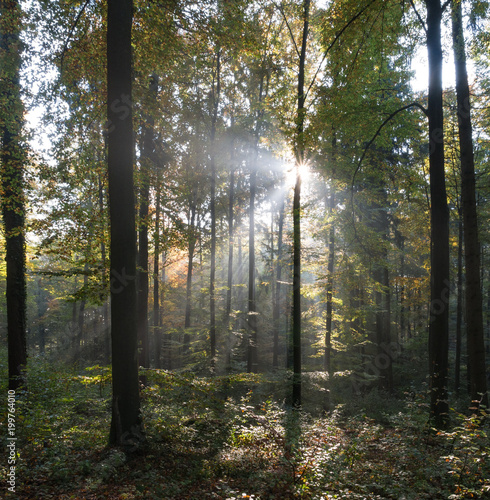The sunbeams in a forest at morning
