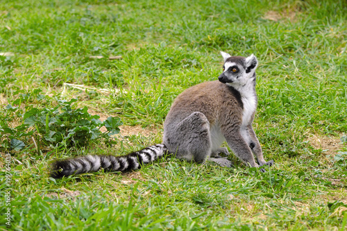 Single Ring-tailed lemur, Lemur catta, in a zoological garden