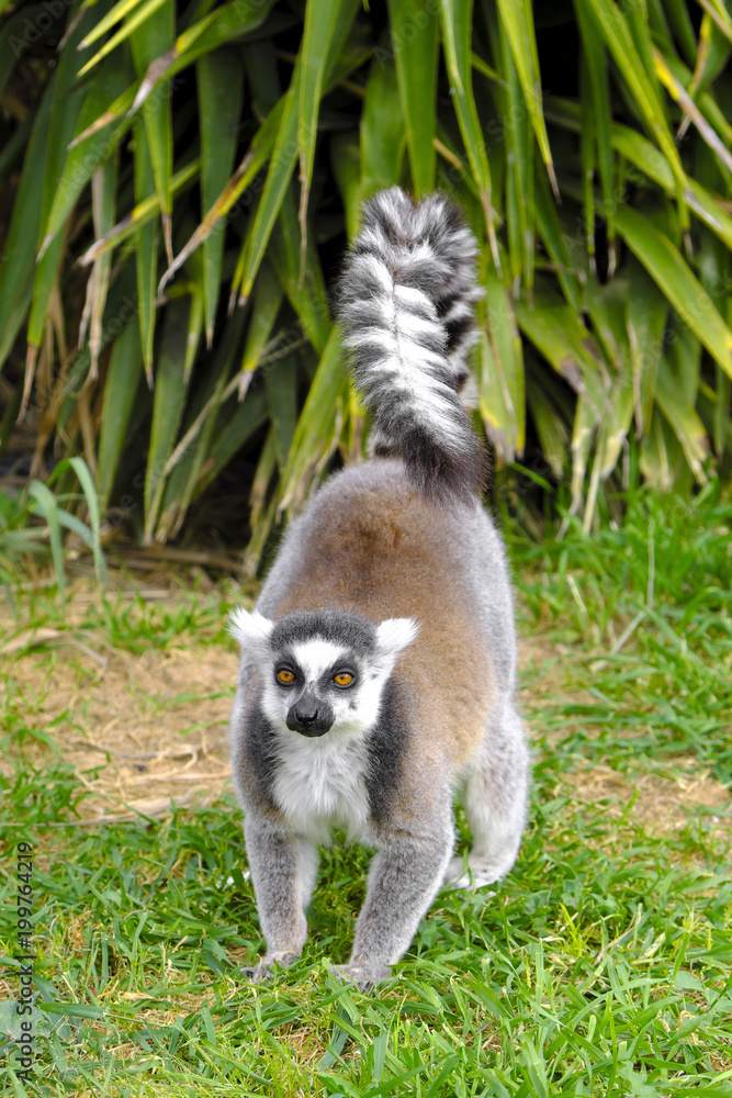 Fototapeta premium Single Ring-tailed lemur, Lemur catta, in a zoological garden