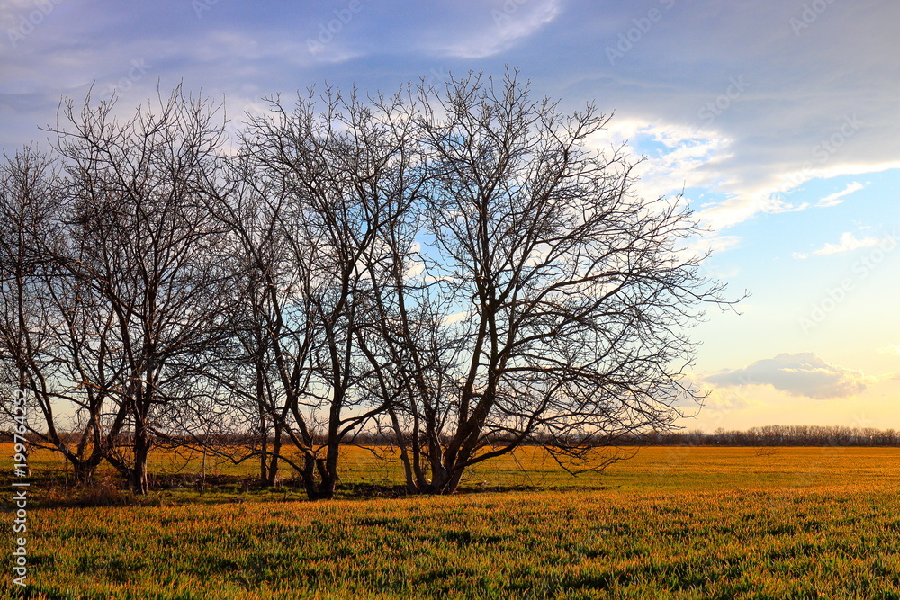 Early barren spring trees on the green-yellow field against bright blue sky with clouds on sunset