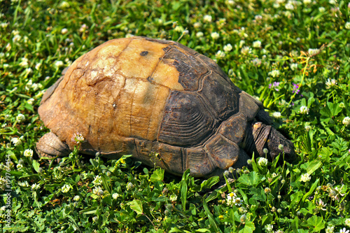 Marginated tortoise, Testudo marginata, turtle in a grassy city park photo