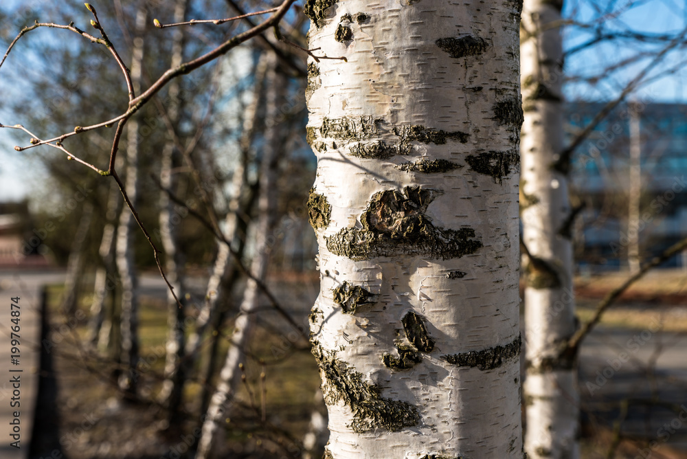 Fototapeta premium Białe pnie brzozy