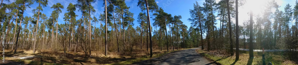 Kiefernwald in Nord Deutschland Kiefernwald in Nord Deutschland