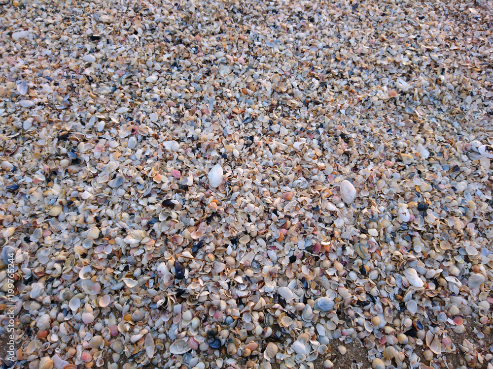 Muscheln an der Ostsee Küste