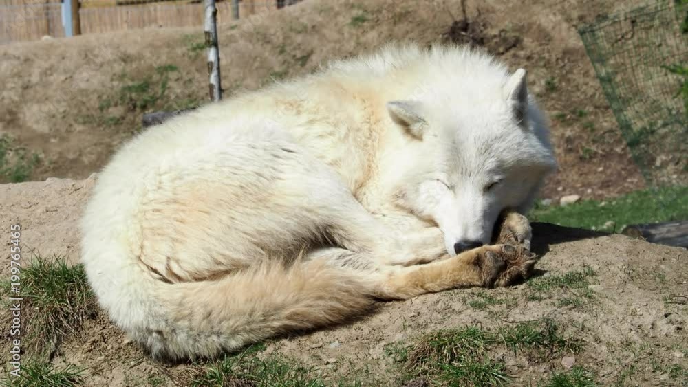 The Arctic wolf (Canis lupus arctos), also known as the Melville Island wolf. Wolf lying at rest. The Arctic wolf (Canis lupus arctos), also known as the Melville Island wolf. Wolf lying at rest.