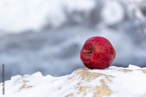 winter time cold frost and snow and on this background a red apple is located, the contrast of cold and bright fruit