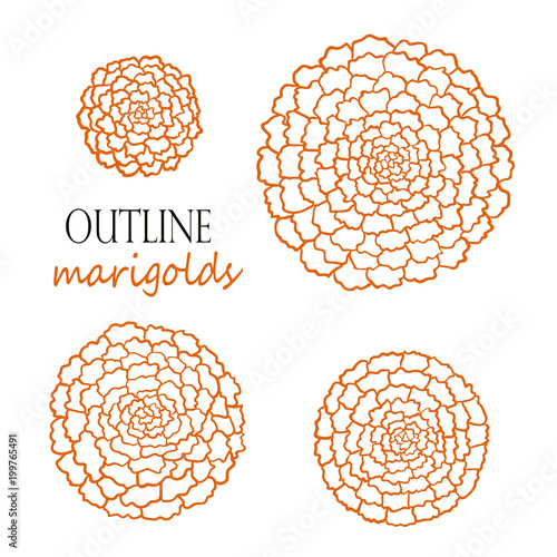 Set of four outline orange marigolds photo