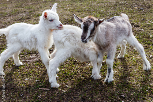 Three newborn goats on the farmyard