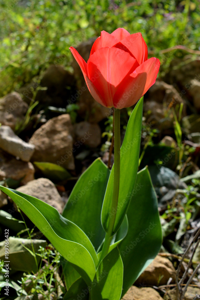 Close-up of a Blooming Red Tulip, Macro, Beauty Close-up of a Blooming Red Tulip, Macro, Beauty