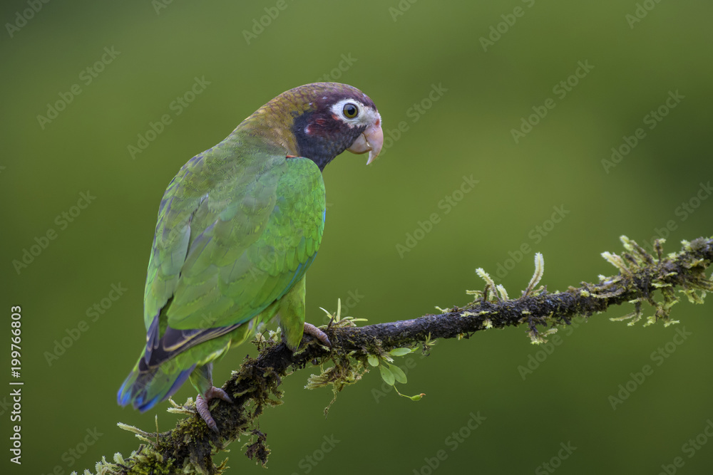 Brown-hooded Parrot - Pyrilia haematotis, beatiful colorful parrot from Central America forest Costa Rica. Brown-hooded Parrot - Pyrilia haematotis, beatiful colorful parrot from Central America forest Costa Rica.