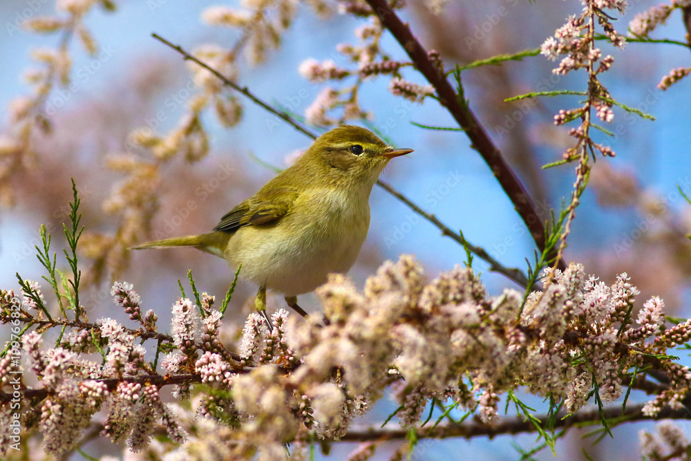 Chiffchaff Phylloscopus collybita, on blossom branch of salt cedar in early spring Chiffchaff Phylloscopus collybita, on blossom branch of salt cedar in early spring
