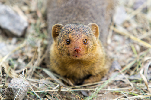 Dwarf mongoose looking up to the camera in the Serengeti National Park in Tanzania © henk bogaard